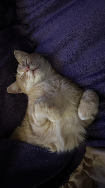 Washy sleeping on the couch upside down paws up