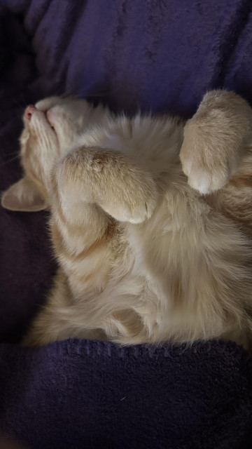 Sleepy Washy the cat