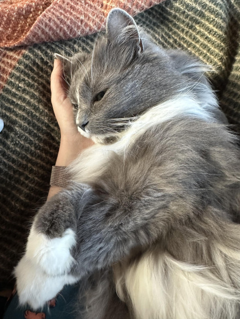 En grå och vit långhårig katt ligger på sidan på en yllefilt med huvudet vilande i sin människas handflata och de vita tassarna korsade framför kroppen.