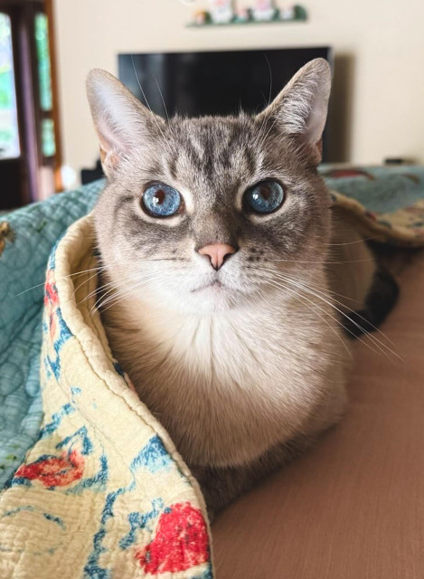 A cat with blue eyes, snuggled up in a blanket on a bed.