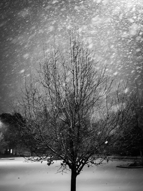 A tree stands under a street light, with snow flurrying around