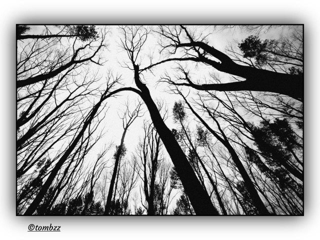 A black and white photo showing tall, bare trees shot from the ground looking straight up. The trunks stretch skyward, making the trees feel even taller and more imposing. Their branches fan out and tangle together against a pale, cloudy sky. The strong contrast between the dark trees and the bright background gives the image a graphic, almost abstract feel. There's a quiet, raw atmosphere—nature stripped down to its essentials. Shadows around the edges of the frame add depth and draw the eye toward the center, where the sky meets the tops of the trees.