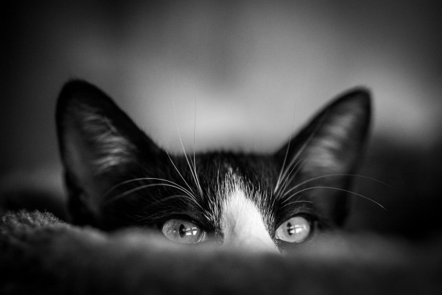 Eine Katze liegt in einem Korb und sieht über den Korbrand in die Kamera. Es sind nur die Augen und die Ohren zu sehen.