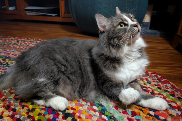 Photo of a fluffy grey kitty with white paws, an impressive white ruff, and a white blaze down her nose. This is Fell, and she is lying down on a rainbow rag rug in right-facing profile with her front paws crossed fetchingly, staring up with  bright, attentive gold eyes at the (off-camera) built-in wall shelves that are suddenly decked with colorful fabric-scrap garlands and which she dreams soon to scale. She is a total floof with plans and plans for more plans (to tear down all the winter holiday decorations she can find and decorate herself with them).