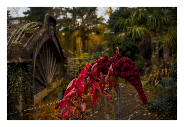 Daylight photography.
A bright red flower attempts to escape over the fence, behind which a thick mass of colourful jungle shouts its disapproval or maybe it is encouragement?