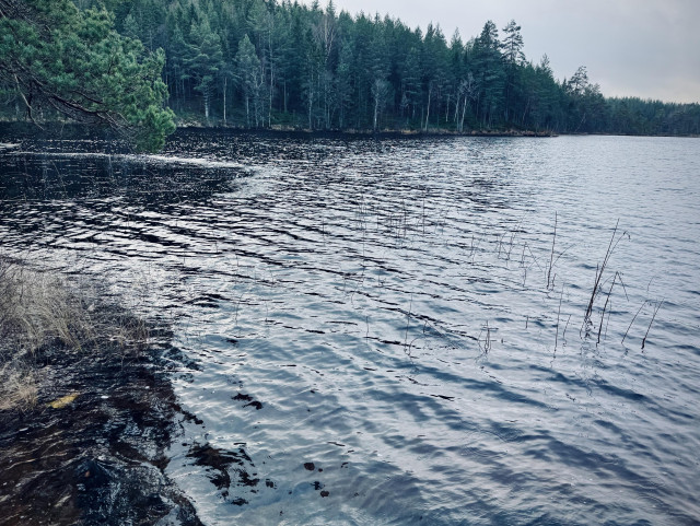 Strand där vågor slår in. Barrskog i bakgrunden. 