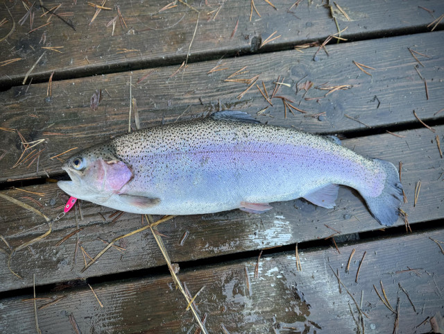 Regnbågslax med rosa skeddrag i munnen. Ligger på en blöt brygga bland en massa barr. 