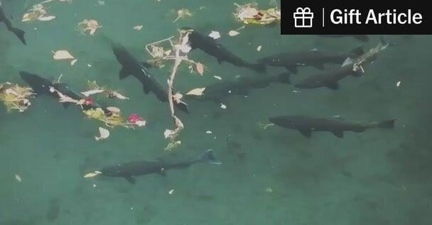 Nature Will Bounce Back if We Just Give It a Chance