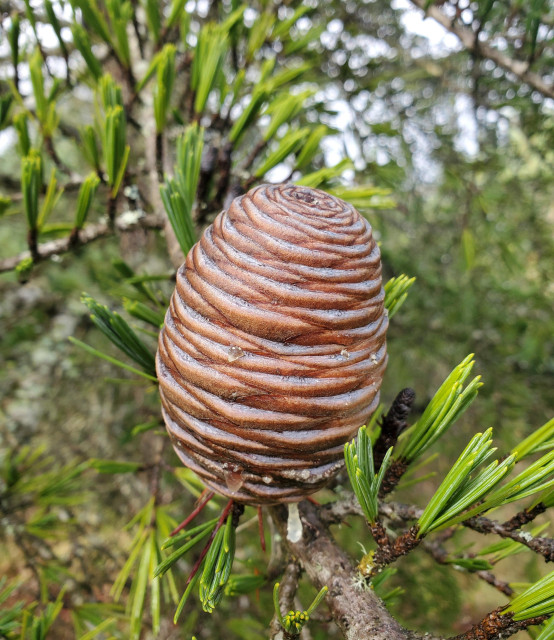 A smooth cone sits pointing upright on a needle covered branch. The cone is a mix of dark brown, beige, and a pale blue in offset stripes, creating a beautiful pattern