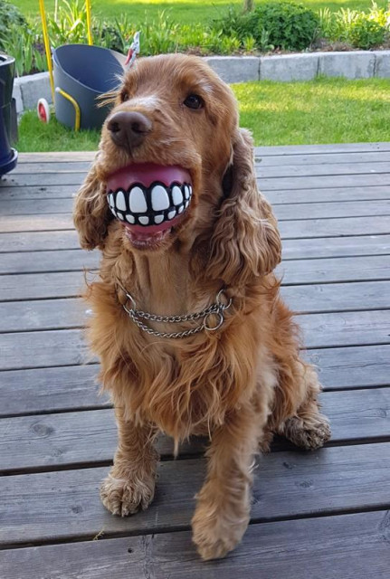A red cocker spaniel with a ball with teeth painted on it, in the dog's mouth 