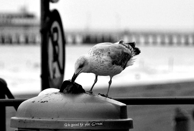 Une photo en noir et blanc au format paysage qui montre un goéland juvénile en train de percer un sac de déchets dans une poubelle qui porte , la mention "is good for you". En arrière plan un peu flou, une longue jetée aux arches régulières.