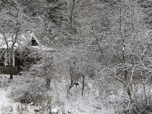 Lauvskog med lett nysnø over, mønet på et lite hus i venstre kant av bildet.