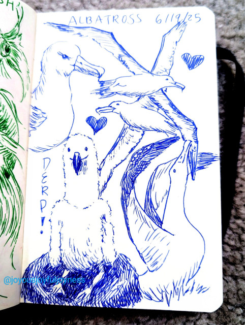 A sketchbook page of 5 Albatross drawings in blue pen. At the top is the text Albatross and 6/19/25. At the top right is the head and chest of an albatross in profile. To the right are two albatross flying with wings outstretched and a couple hearts. Bottom left is a drawing of a derpy albatross chick sitting in a nest with the text Derp! next to it. To the bottom right is an albatross with its wings outstretched and head up.