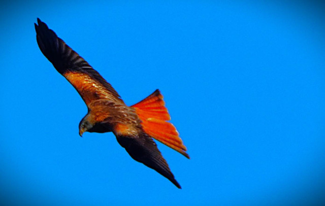 A raptor, the species of which I am unsure, flies above North Lynn. It is a fairly large bird (definitely larger than even the biggest gulls) with a mottled brown body, a vicious looking beak, wings fully extended and a broad tail, which would give it great control in flight, enabling it to hover for extended periods if necessary. 