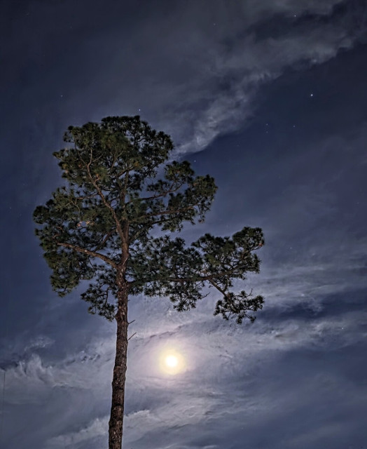 Dramatic sky beyond the top of a tall pine tree.