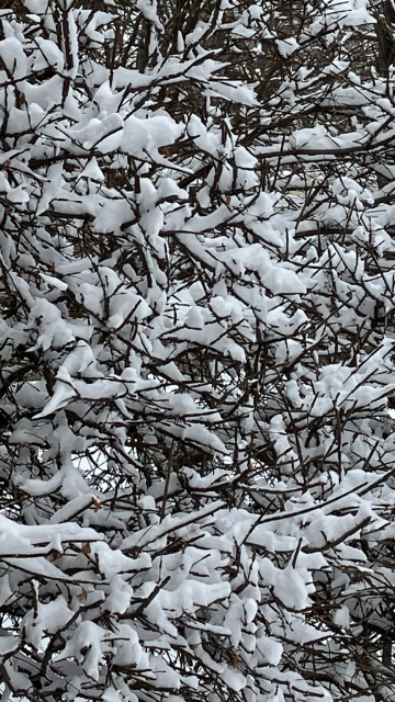 Cork tree laden with snow