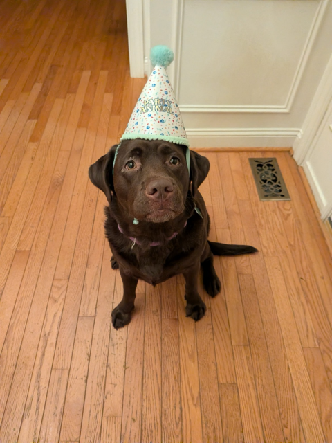 A young chocolate Labrador retriever sits in a brightly lit foyer on wood floors, and she wears a party hat