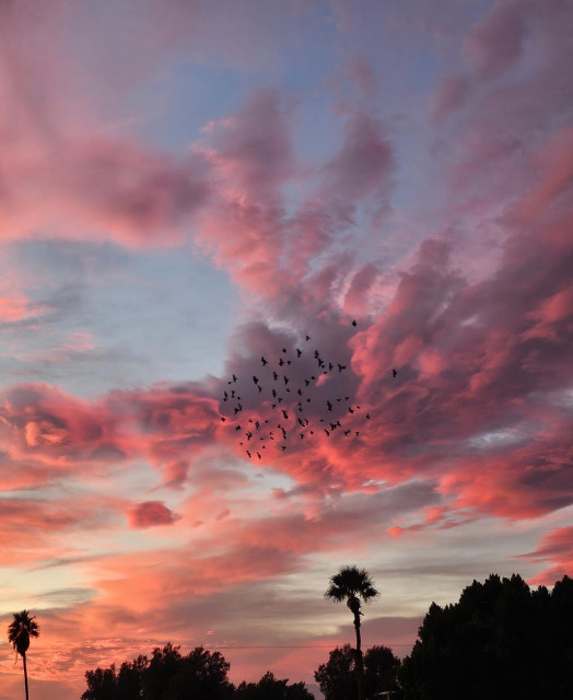 Dramatic desert sunset clouds with deep pink, purple, and orange with a flock of birds in center. Palm trees and other trees at bottom.