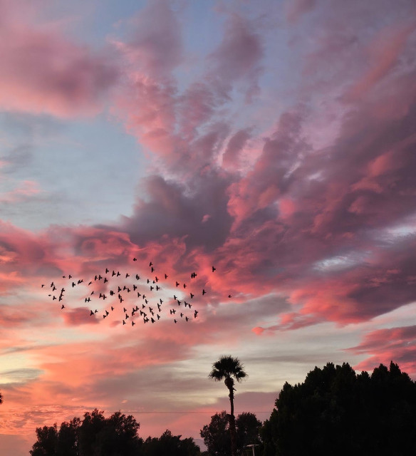 Desert sunset with clouds in deep pink and dusky purple with flock of bids on left. One palm tree amid other trees at bottom.