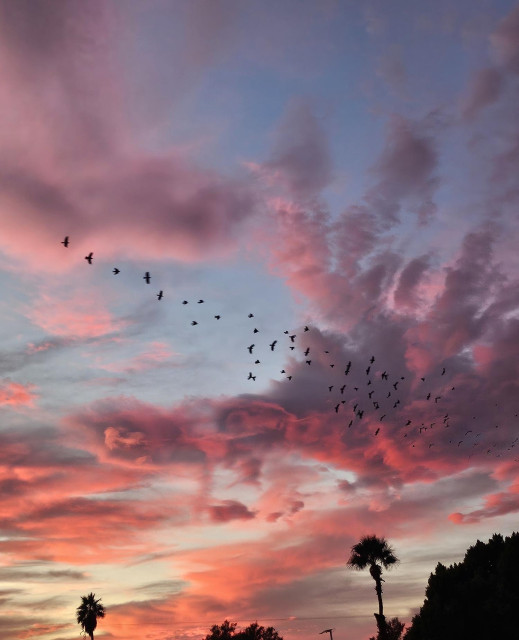 Desert sunset with wild clouds in varying shades of pink with some purple with a flock of birds spread across it diagonally. Palm trees and other trees at bottom.