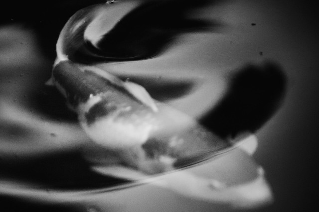 Tightly cropped, a carp glides diagonally across the frame from top left to bottom right. It carries a silky wave before it. The leeward side of the wave is shadowed and inky black like the brush stroke of a calligrapher. The carp’s markings are mottled light and darkness and its tail fin arches elegantly away, the calligrapher’s brush stroke personified.