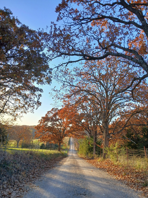 A gravel road as golden hours sets in, old fences flank the sides of the road as well as orange leaved trees and piles of crunchy leaves fill the embankments