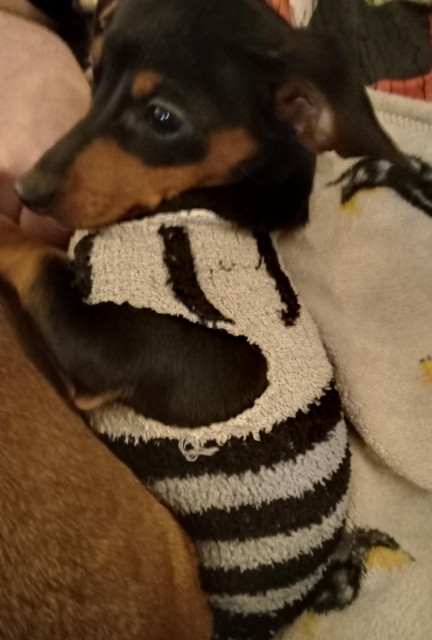 Gertie, a small black and tan dachshund puppy, is wearing a black and grey striped fuzzy sock with arm holes cut in it. She is sitting up on her back legs, and is facing sideways to the camera. Her eyes are big and she's not quite sure she likes it.