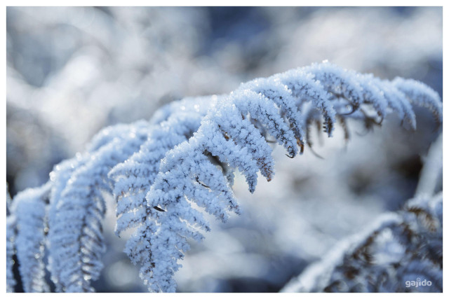 Snow covered ferns glisten in cool light