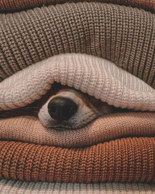 Dog buried in sweaters