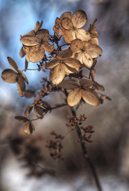 A close up image of a hydrangea plant in early winter. The dries flowers are seen against a blue out of focus background. 