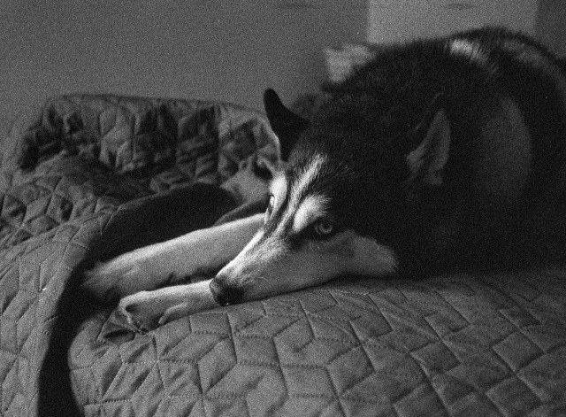 The black-and-white image shows a husky lying stretched out on a quilted blanket. The dog is resting its head on its front paws, looking slightly to the side with a calm, thoughtful expression. Soft indoor light creates gentle contrasts, while the visible film grain adds a textured, atmospheric quality to the photograph. The overall mood feels quiet, intimate, and a little melancholic.

