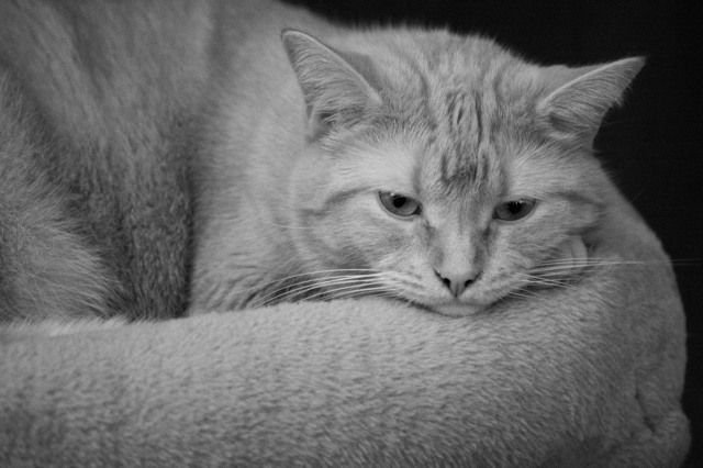 A black and white close up of a ginger tabby resting her chin on the edge of her bed and looking serious as she contemplates what cats contemplate. 
