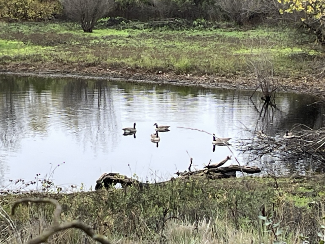 5 Canada geese float on a small reflecting pond rimmed by low grasses.