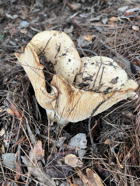 A large beige mushroom is growing up through the leaf and grass duff.