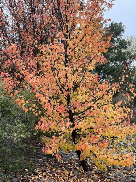 A tree in fall colors of orange red and gold.
