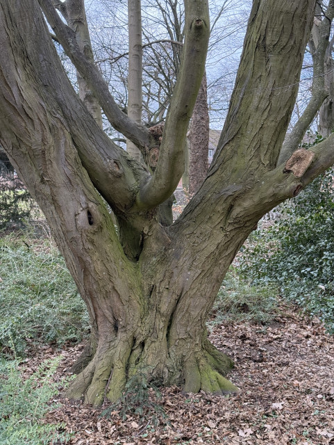 A large tree with a textured, gnarled trunk and multiple branches extending upwards. The background features other trees and scattered fallen leaves around its base.