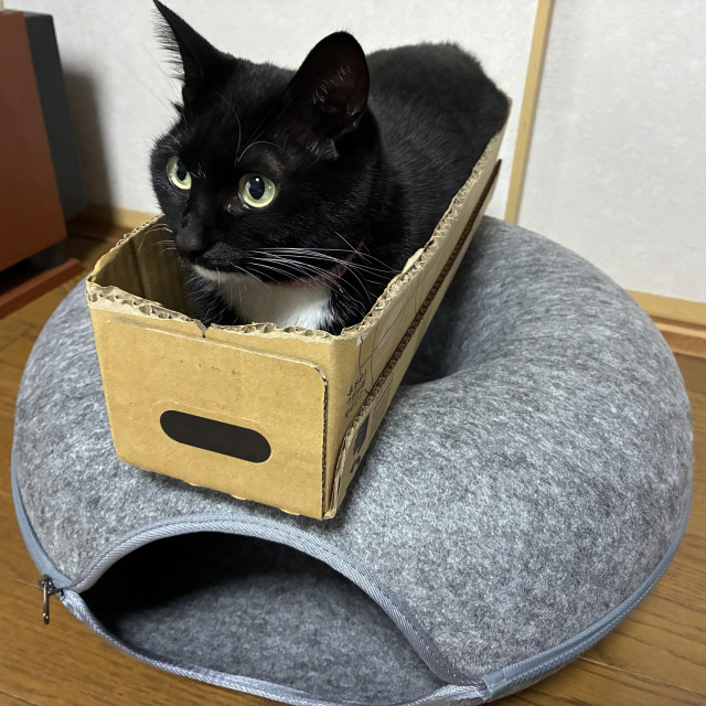 A black and white cat sits in a cardboard box, placed on a round, gray cat bed.