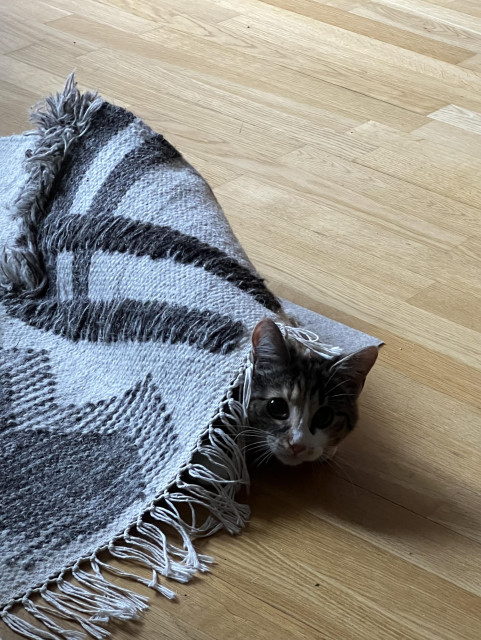 Kattunge sticker fram huvudet från under en gråvit matta.