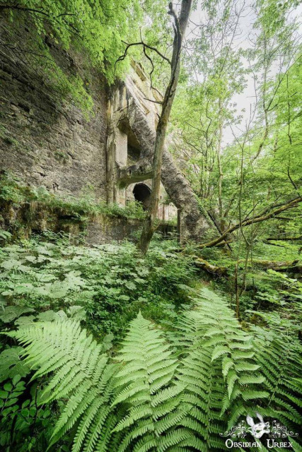 Ferns infront of mysterious ruins in forest