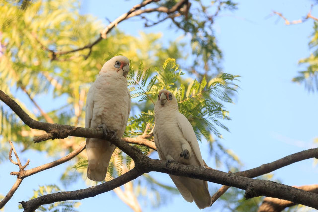 Two smaller Cockatoo adjacent birds on a branch. They are white, with the hint of pink underneath on the chest. Some pink/red at the base of the beak and blue around the eyes. Both birds are looking down at the camera.