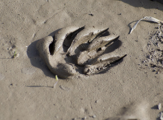 A smooth clay-like patch of very soft light brown mud seen in bright, low sunlight. There is a squished-down paw print in the middle, showing the mud that squeezed up through 5 digits, and deep sharply-shadowed claw lines at the tips, which look like knife cuts in the mud. The smooshed up mud is a little shiny at the tops.