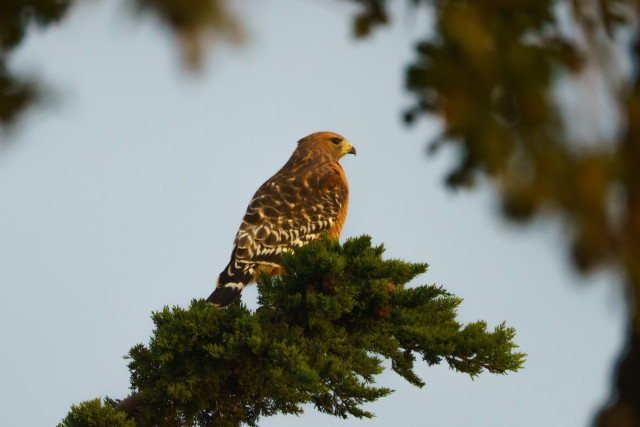 A red-shouldered hawk perched on a cedar or pine tree, it is lit by warm morning sun.