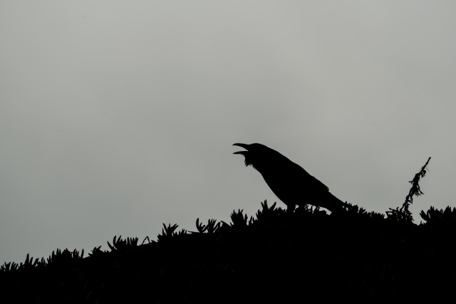The silhouetted profile of a raven squawking on a ridge of succulents.