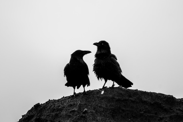 a pair of ravens almost fully silhouetted on a sandy, rocky ridge