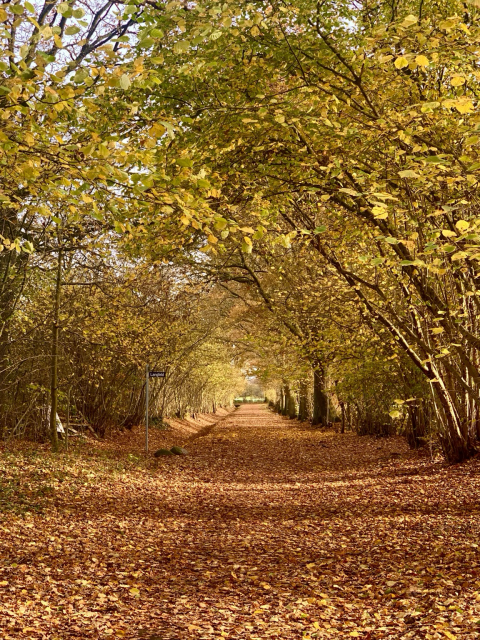 Am 12.November ein breiter, mit Laub bedeckter Weg. Die Bäume bilden einen Tunnel. Selten ist hier landwirtschaftlicher Verkehr. 