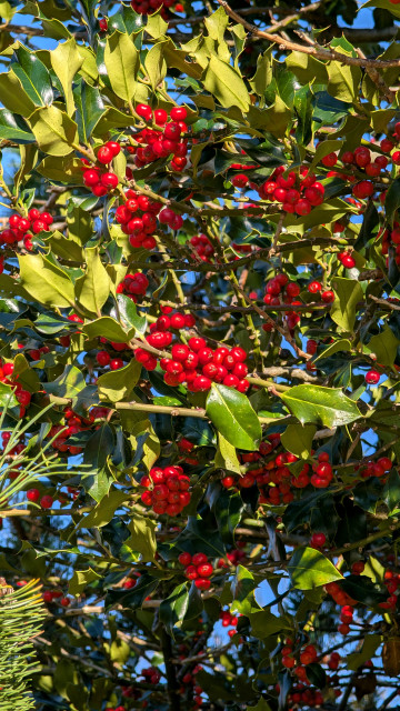 Das Bild zeigt mehrere Zweige eines Ilex-Strauchs, die zahlreiche rote Früchte tragen. Es herrscht sonnige Stimmung. Im Hintergrund blauer Himmel.