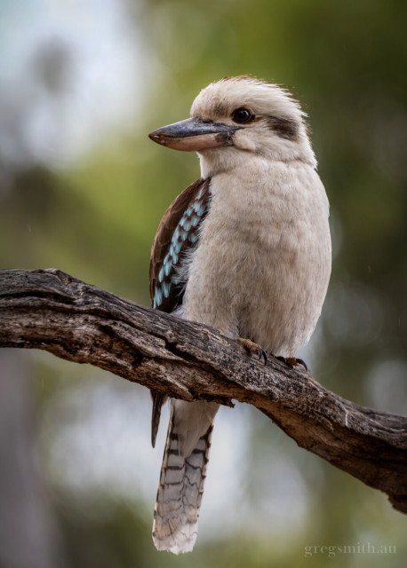 A Laughing Kookaburra, Dacelo novaeguineae, perched on a dead eucalyptus branch.