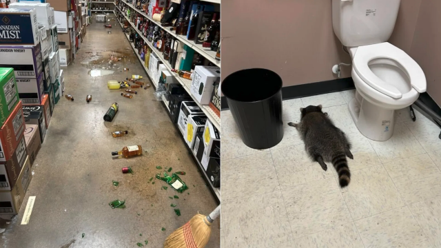 Liuqor store with broken bottles everywhere, and a picture of a s***t faced raccoon face down in a bathroom next to a toilet