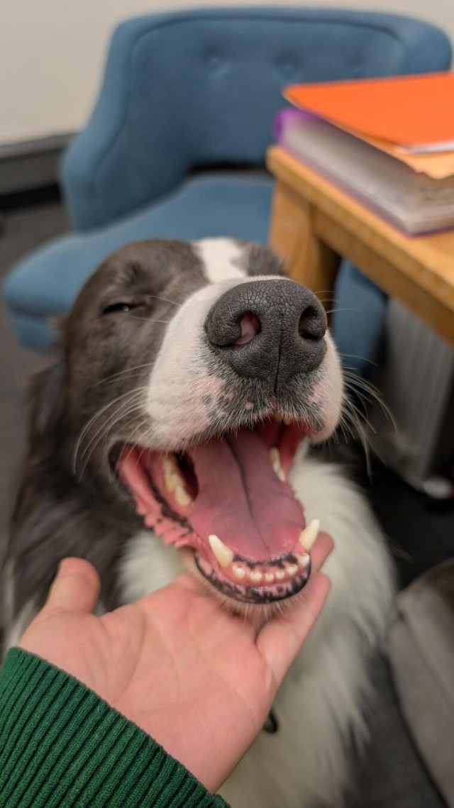 A grey and white border collie. His chin is resting on the hand of a human. His mouth is open in a huge smile