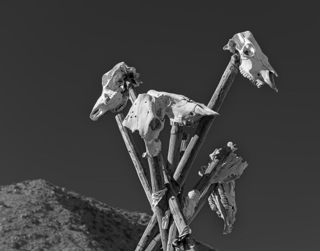 A black and white landscape photo of several sun bleached animal skulls (deer, horse, bighorn sheep). The skulls are on the ends of a group of poles that were setup in the shape of a tepee. There's the top of a nearby brush covered mountain in the bottom left background. The sky is particularly dark from processing and the white skulls stand out sharply against the dark sky.